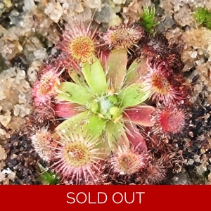 Drosera depauperata, 10+ gemmae